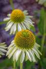 USA, Colorado, Fort Collins. Echinacea flower close-up. Art Print